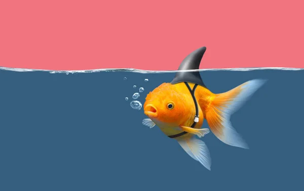 Köpekbalığı yüzgeci ile Japon balığı mavi su ve pembe gökyüzünde yüzmek, köpekbalığı çevirmek ile Altın balık . Karışık ortam