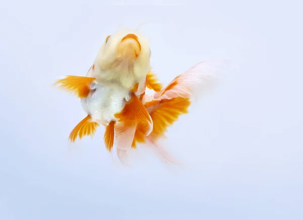 Goldfish Pływanie Białym Tle Gold Fish Dekoracyjne Ryby Akwariowe Ryby — Zdjęcie stockowe