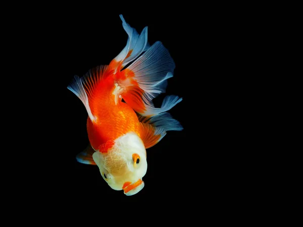 Goldfish Plavání Tmavém Pozadí — Stock fotografie