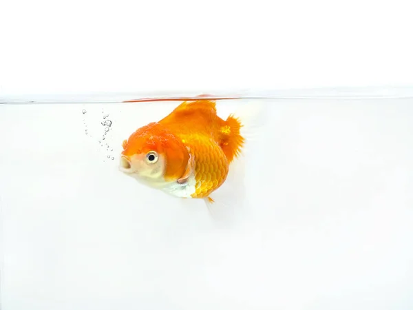 Los Peces Dorados Nadan Agua Sobre Fondo Blanco Ilustración Peces —  Fotos de Stock