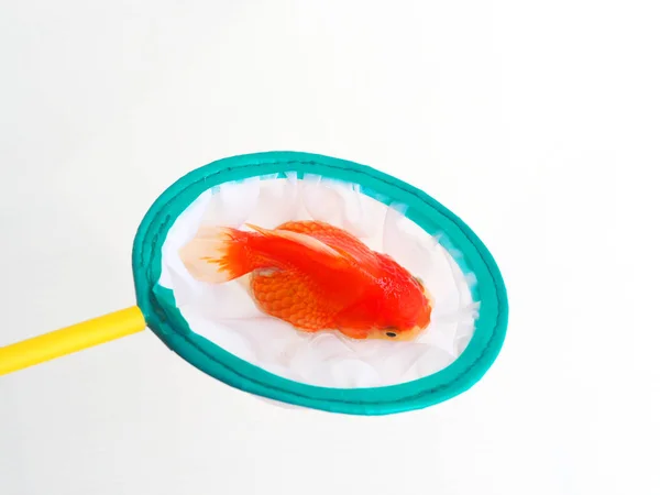  Akvaryum Balık Net beyaz arka plan üzerinde net kepçe balık yakalamak için daire şeklinde kepçe, japon balığı