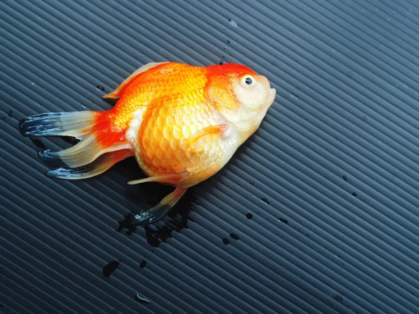 Dead Goldfish Czarnym Tle Widok Góry — Zdjęcie stockowe