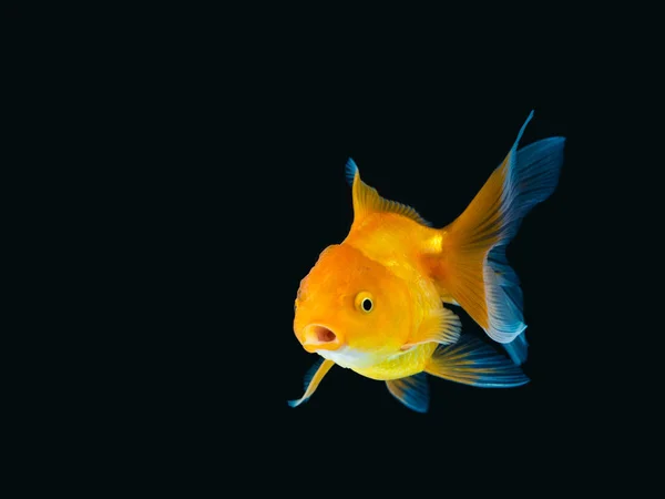 Goldfish Fundo Preto Goldfish Nadando Fundo Preto Peixe Dourado Peixes — Fotografia de Stock