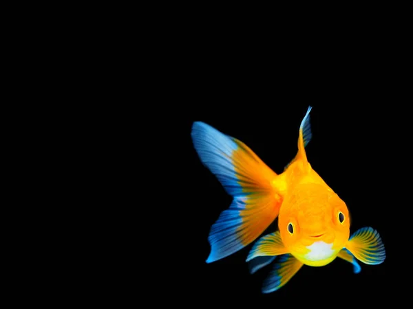 黒い背景に金魚を微笑む 黒い背景に泳ぐ金魚 装飾的な水族館の魚 黒の孤立 — ストック写真