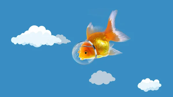 Goldfish in the sky with Astronaut hat, Gold fish swim in the bl