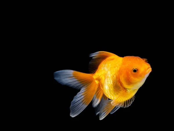 Goldfish Czarnym Tle Goldfish Pływanie Czarnym Tle Gold Fish Dekoracyjne — Zdjęcie stockowe
