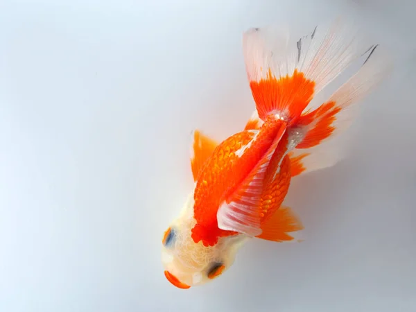 Goldfish Pływanie Białym Tle Widok Góry — Zdjęcie stockowe