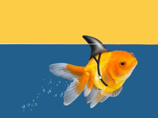 Goldfish with shark fin swimming in blue water and yellow sky background, Gold fish,Decorative aquarium fish. Gold fish with shark flip