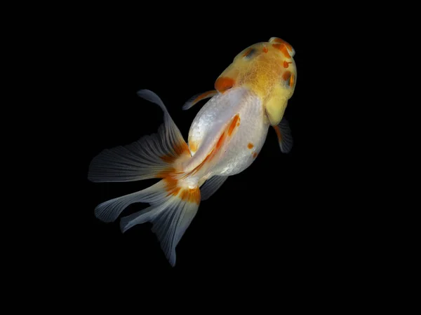 Goldfish Plavání Tmavém Pozadí — Stock fotografie