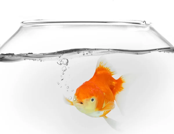 Goldfish Tigela Peixe Com Bolhas Gotas Água Sobre Fundo Branco — Fotografia de Stock