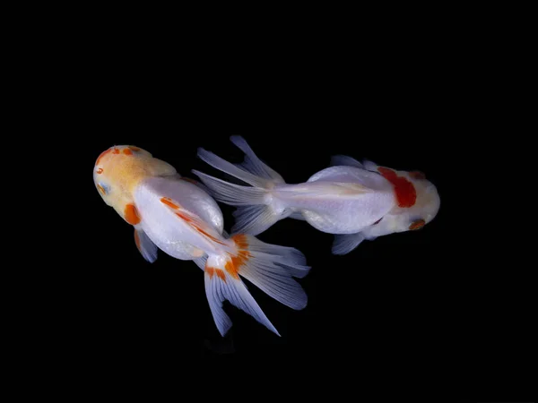 Duo Goldfish Nadando Sobre Fondo Negro Dos Peces Dorados Peces —  Fotos de Stock