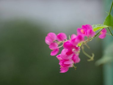 Bulanık arka planda pembe çiçeği kapatın. (Coral Vine, Meksika Creeper, Aşk Zinciri)
