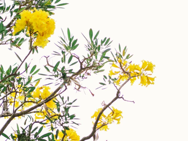 Золотое трюфельное дерево в парке, Tabebuia chrysantha (Золото) — стоковое фото