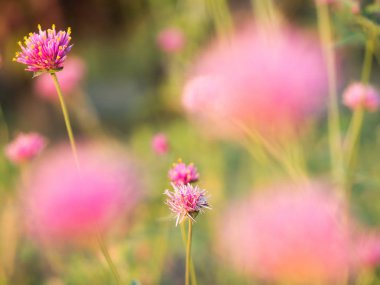 Japonya ve p arka plan Gomphrena globosa ve küre amaranth