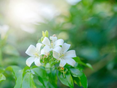 Beyaz çiçek Orange Yasemin, saten ahşap, Murraya exotica tr
