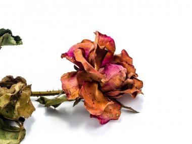 beyaz arka plan kesim izole kurutulmuş gül çiçeği kafası, Bro