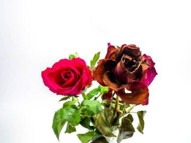 Beyaz arka planda taze gül ve kurutulmuş güller, Güller soluyor bir