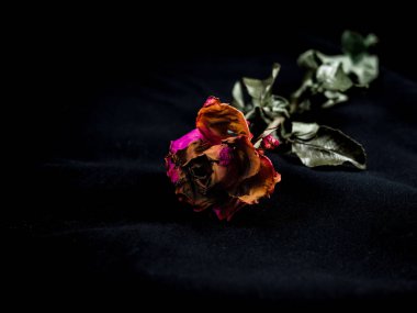 kurutulmuş gül çiçeği kafası koyu arka plan kesim izole, Kırık kalp