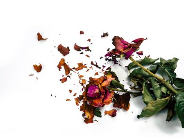 kurutulmuş gül çiçek baş beyaz arka plan kesme izole 