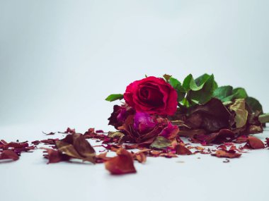 beyaz arka plan kesim izole kurutulmuş gül çiçeği kafası, Bro