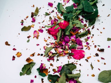 kurutulmuş gül çiçek baş beyaz arka plan kesme izole 