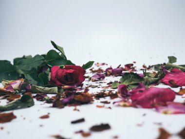 kurutulmuş gül çiçek baş beyaz arka plan kesme izole 