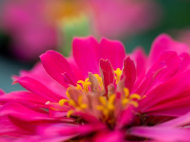 Pembe zinnia çiçek güzellik, bahçede Pembe çiçek, Zinnia elegan