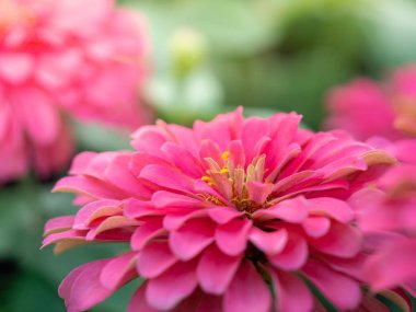 Pembe zinnia çiçek güzellik, bahçede Pembe çiçek, Zinnia elegan