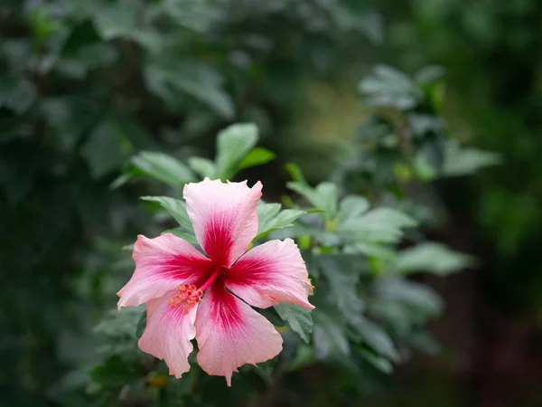 Rosa hibiskus blommor, vacker blomma, natur bakgrund, heap — Stockfoto