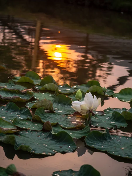 Witte Lotus bloem in de vijver op onscherpe achtergrond, reflecteert w — Stockfoto