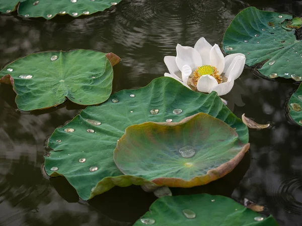 Witte Lotus bloem in de vijver op onscherpe achtergrond, reflecteert w — Stockfoto