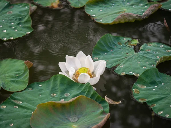Witte Lotus bloem in de vijver op onscherpe achtergrond, reflecteert w — Stockfoto