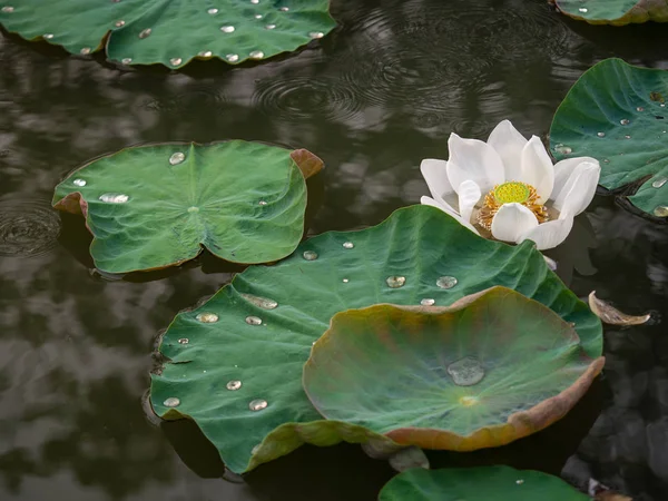 Witte Lotus bloem in de vijver op onscherpe achtergrond, reflecteert w — Stockfoto