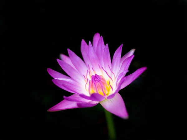 Hermosa flor de loto o loto púrpura sobre fondo aislado — Foto de Stock