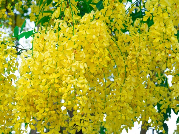 Cassia fistula floare pe copac (Golden Duwer Tree), floare — Fotografie, imagine de stoc