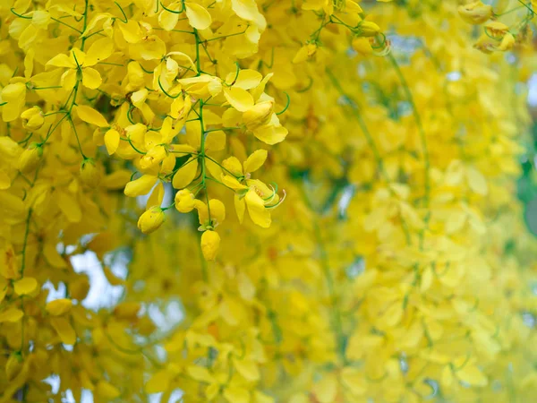 Cassia przetoka kwiat na drzewie (Golden shower Tree), Bloo kwiat — Zdjęcie stockowe