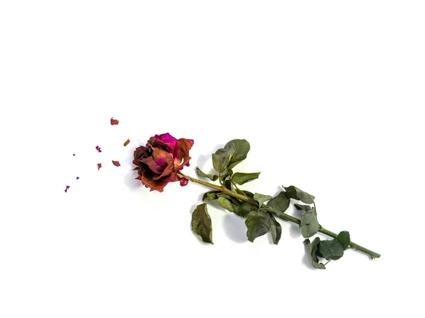 kurutulmuş gül çiçek baş beyaz arka plan kesme izole 