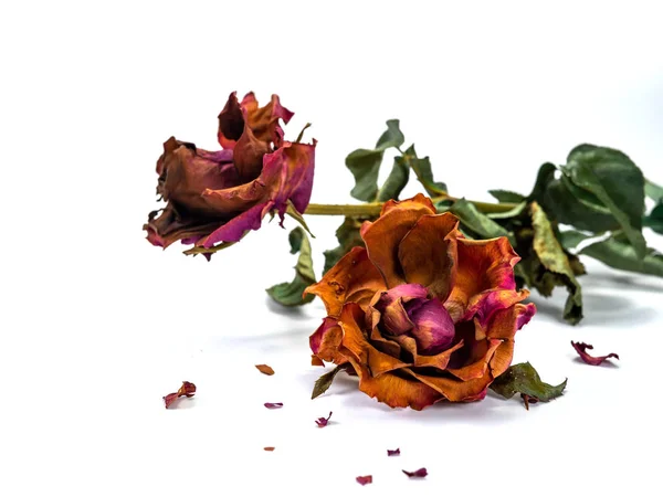 Dried rose flower head isolated on white background cutout — Stock Photo, Image