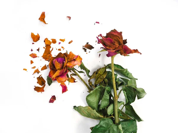 kurutulmuş gül çiçek baş beyaz arka plan kesme izole 