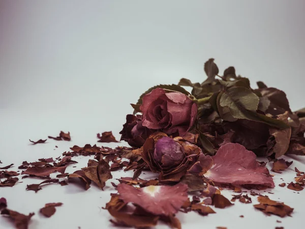 kurutulmuş gül çiçek baş beyaz arka plan kesme izole 