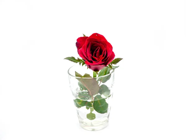 Primo Piano Rose Rosse Bicchiere Sfondo Bianco — Foto Stock