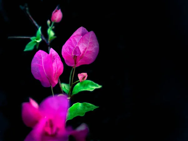 Λουλούδι Clouse_Up Βουκαμβίλιες Βουκαμβίλιες — Φωτογραφία Αρχείου