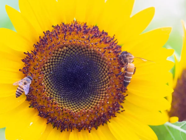 Abelha no girassol, girassol com luz solar, girassol bac natural — Fotografia de Stock