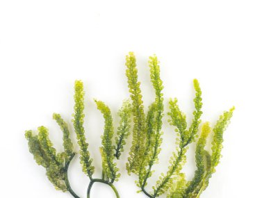 Beyaz backgrond yosun üzüm demet sağlıklı gıda. 