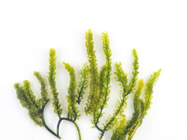 Beyaz backgrond yosun üzüm demet sağlıklı gıda. 