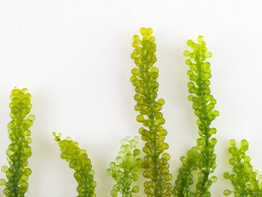 Beyaz backgrond yosun üzüm demet sağlıklı gıda. 