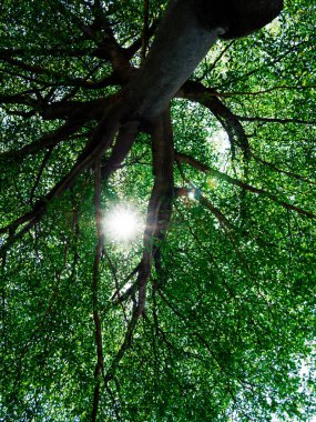 Mavi gökyüzü ve güneş, yeşil yapraklar, doğa üzerinde yeşil ağaç çalı 