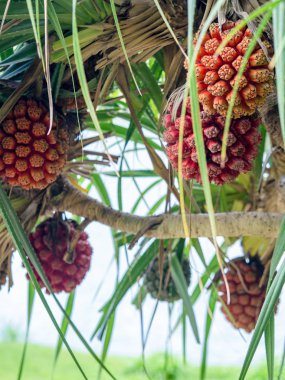  Güzel tropikal bitki Pandanus tectorius, Büyük, P kırmızı meyve