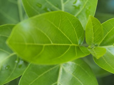 Taze yeşil yaprak doku makro yakın çekim, Yeşil yapraklar 