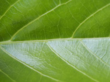 Taze yeşil yaprak doku makro yakın çekim, Yeşil yapraklar 